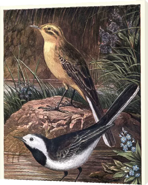 Natural History - Birds - Wagtail