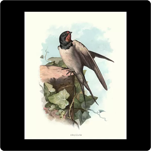 Natural History - Birds - Swallow