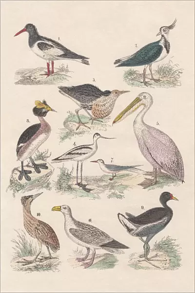 Birds, hand-colored lithograph, published in 1880
