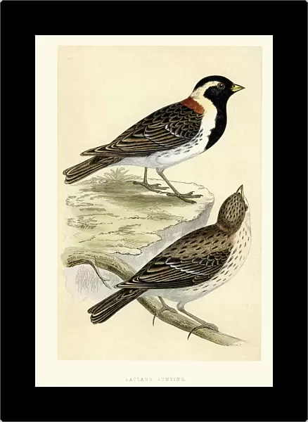 Natural History - Birds - Lapland longspur
