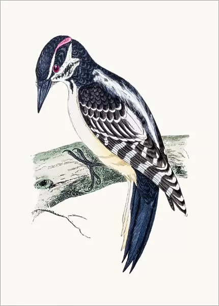Hairy Woodpecker bird
