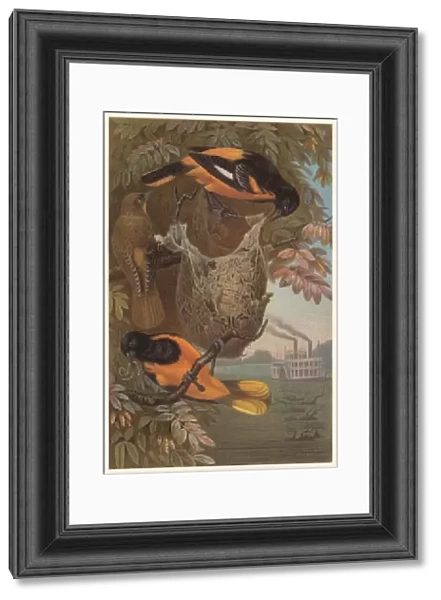 Baltimore oriole (Icterus galbula), lithograph, published in 1882