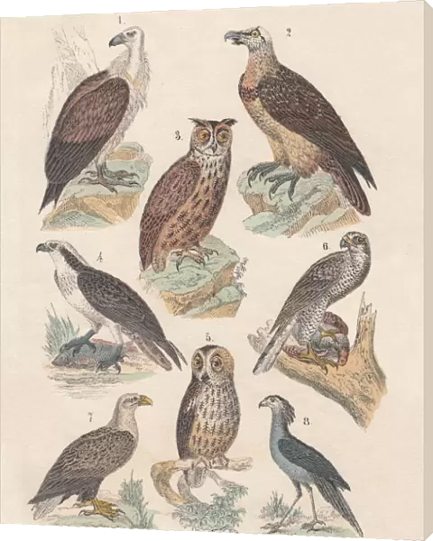 Birds of prey, hand-colored lithograph, published in 1880