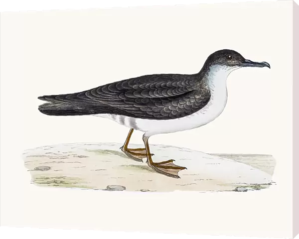 Manx shearwater bird