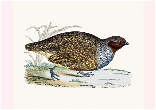 Partridge. A photograph of an original hand-colored engraving
