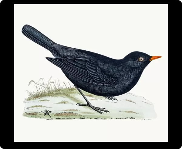Blackbird or True thrush