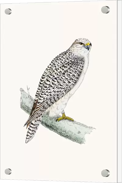 Jer Falcon bird of prey