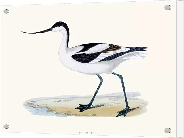 Avocet bird 19 century illustration