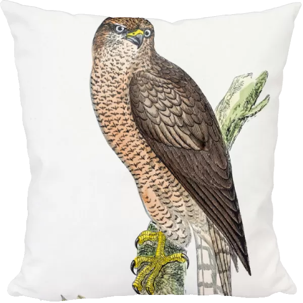 Hawk bird 19 century illustration
