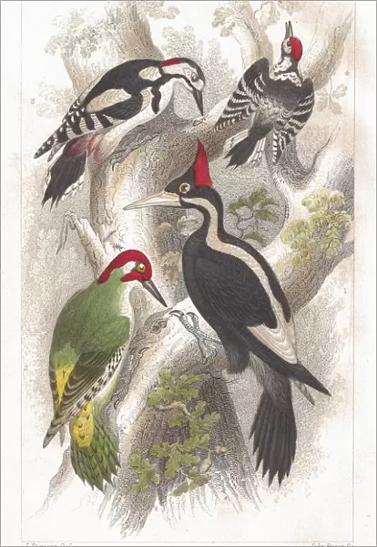Antique, Beak, Bird, Branch, Claw, Crest, Dendrocopos Minor, Feather, Great Spotted Woodpecker