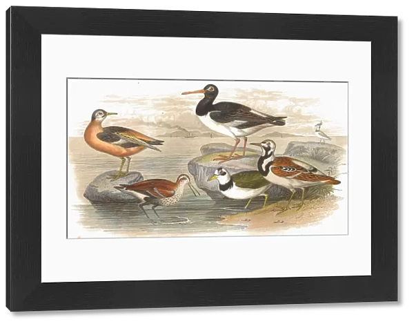 Wading birds Antique Lithograph from 1852