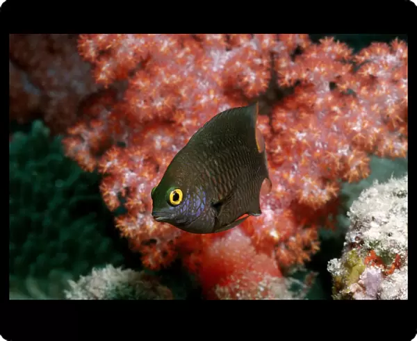 1, anemonefish, anemonefishes, animal, animals, aquatic, asia, asian, bodies, body