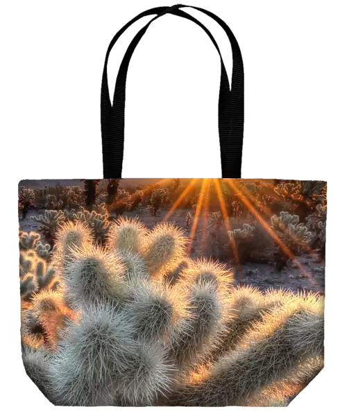 Chollas Cactus Sunrise