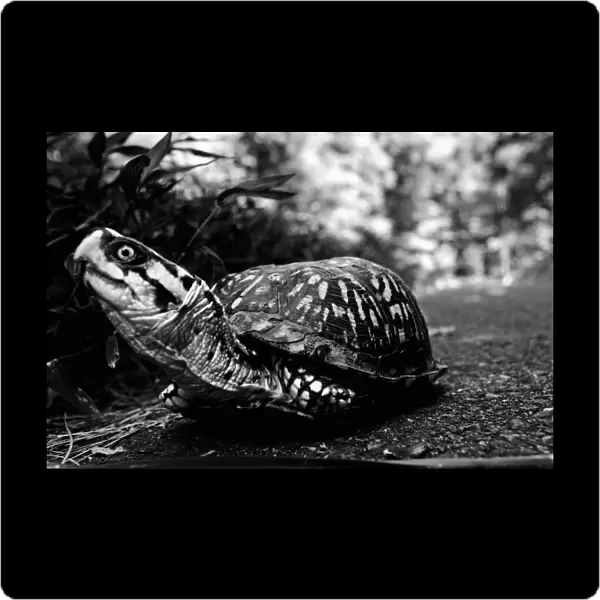 Turtle. Matthew Carroll Photography, 571397537