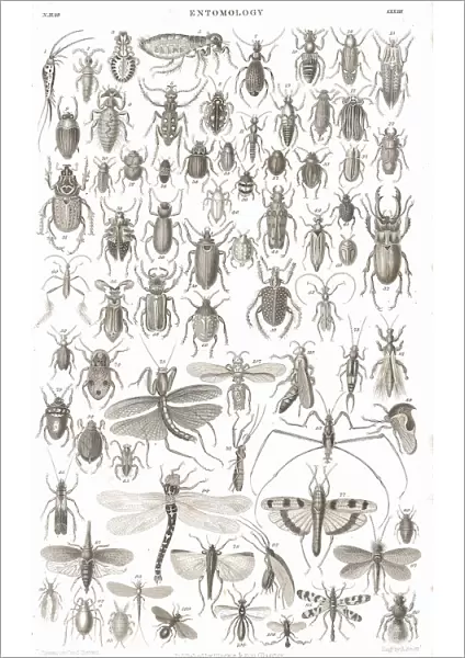 Insects old litho print from 1852