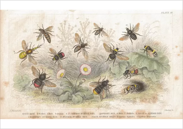 Bees old litho print from 1852