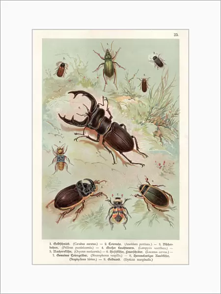Beetles chromolithography 1888