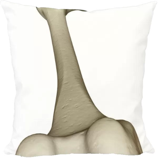 anatomy, back view, below view, bone, bone structure, bone structure of the leg, bones