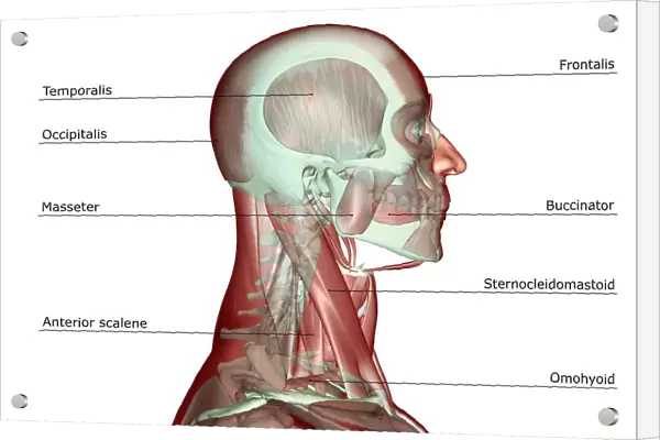 anatomy, anterior scalene, digastric, head, head muscles, human, illustration, labeled
