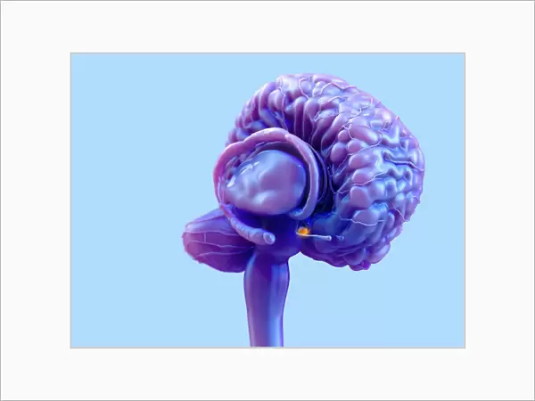 Brain pituitary gland, illustration