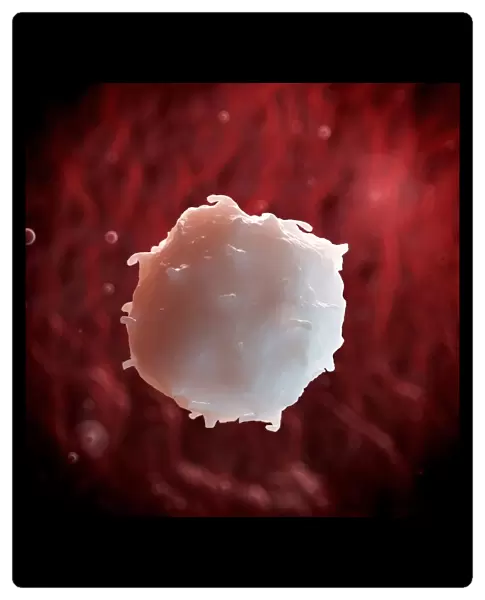 White blood cell, illustration