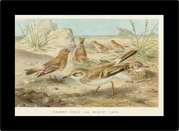Finch and lark birds chromolithograph 1896