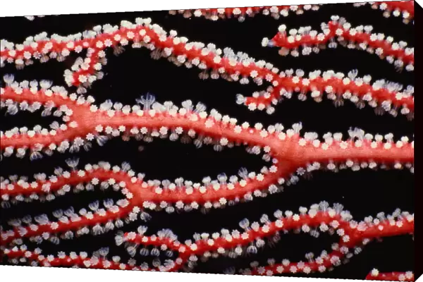 Gorgonia coral (Gorgonacea)