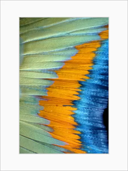 Stoplight parrotfish (Sparisoma viride) tail, detail