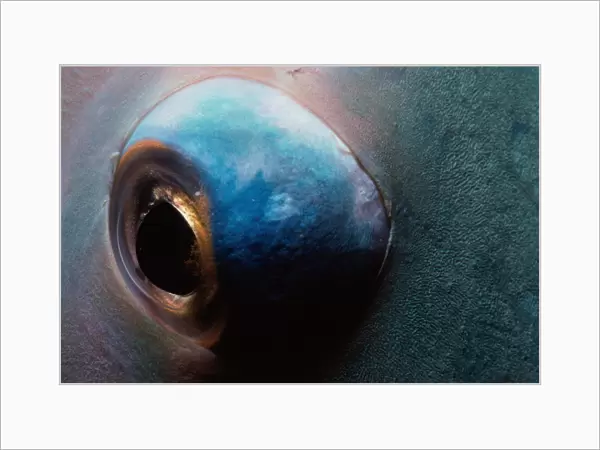Eye of Bluebarred Parrotfish