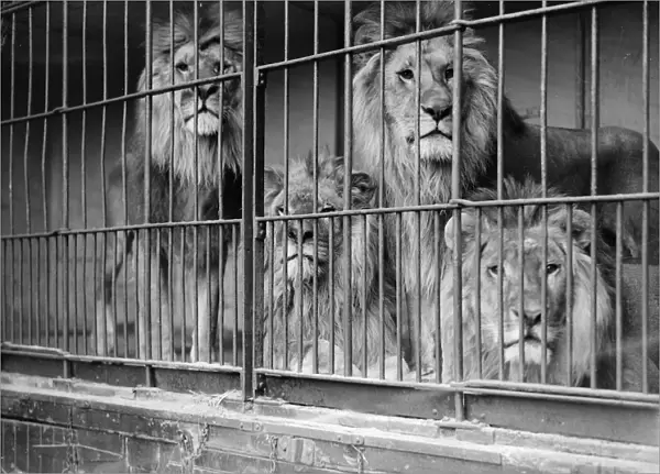 Roar. 10th May 1932: Lions at London Zoos Whipsnade Wild Animal Park in Dunstable