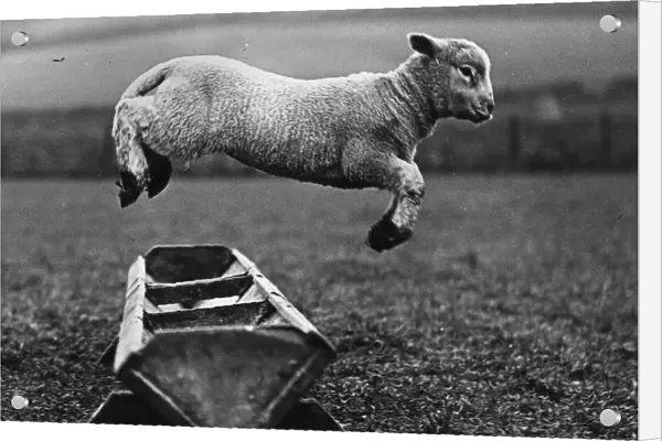 Jumping Lamb