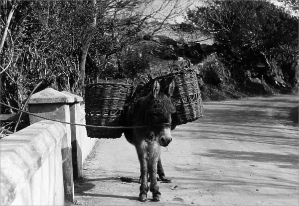Donkey. April 1955: Donkey in County Kerry, Ireland (Photo by Fox Photos / Getty Images)