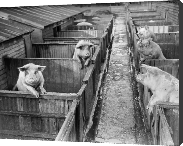Piggery. 31st March 1934: Animals at Barling pig-breeding farm in Sussex