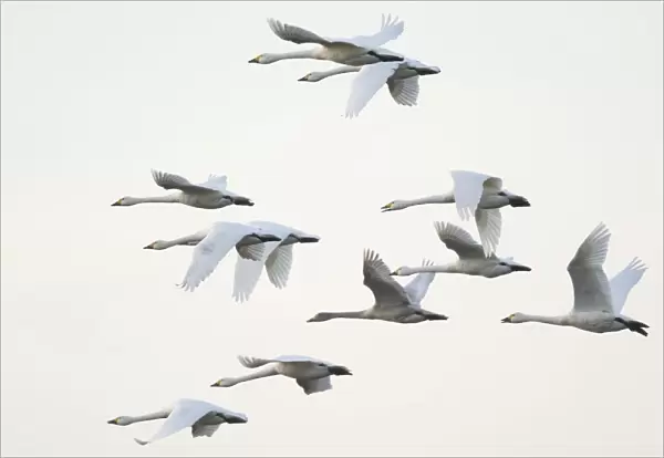 Bewicks swans (Cygnus bewickii), flock in flight, Emsland, Lower Saxony, Germany