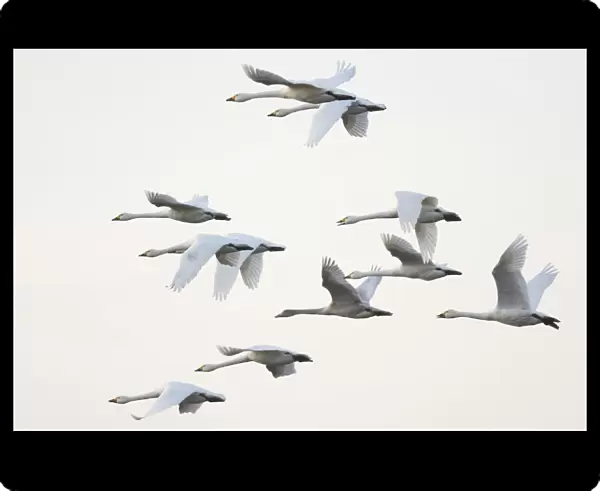 Bewicks swans (Cygnus bewickii), flock in flight, Emsland, Lower Saxony, Germany