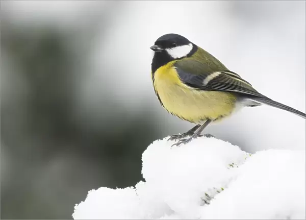 Great tit (Parus major) in the snow, Emsland, Lower Saxony, Germany
