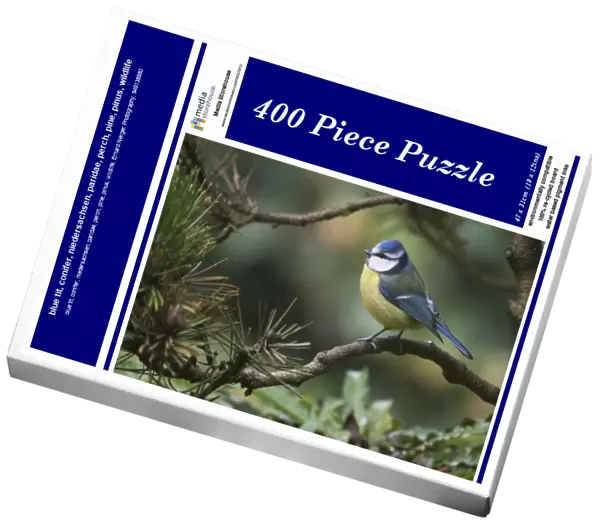 blue tit, conifer, niedersachsen, paridae, perch, pine, pinus, wildlife