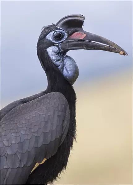 Abyssinian Ground Hornbill (Bucorvus abyssinicus), female, Murchinson Falls National Park