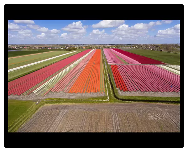 Tulip fields, North Holland, Netherlands