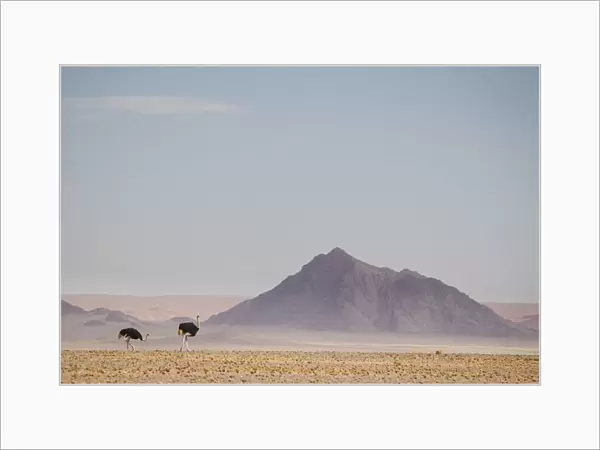 Ostrich, Struthio camelus, in scenic landscape, Namib-Naukluft National Park, Hardap Region, Namibia