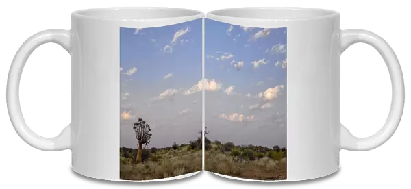 landscape of semi desert and tree. klein Karroo, cape town