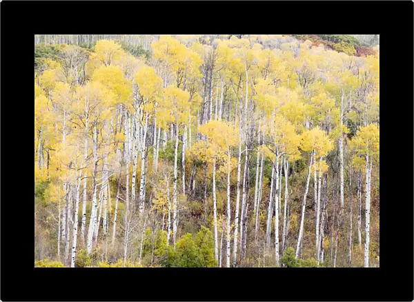Aspen groves in autumn, Kebler Pass, Colorado, USA