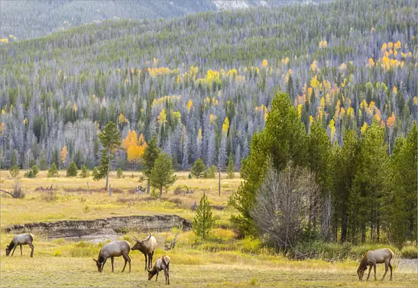 Group of elks (Cervus canadensis) grazing, Rocky Mountain National Park, Colorado, USA