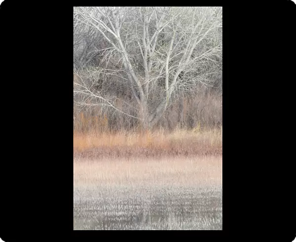 Willow and cottonwoods in mornings light, Bosque del Apache National Wildlife Refuge, New Mexico, USA