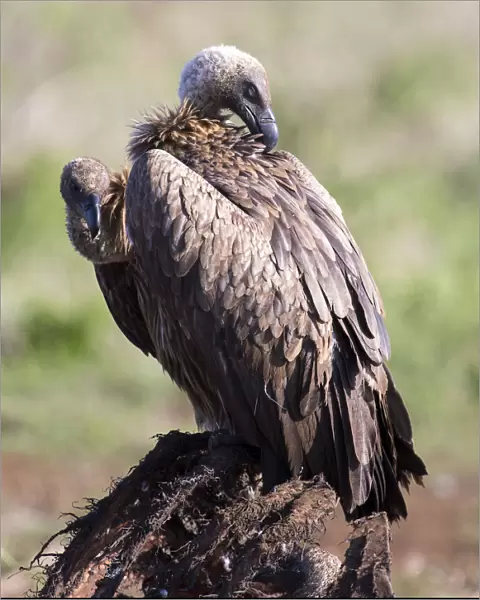 White backed vulture sitting on the carcass of a dead animal - Kruger National Park South Africa