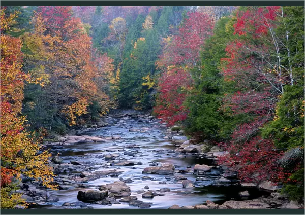 Rocky stream and autumn forest in Blackwater Falls State Park, Tucker County, West Virginia, USA