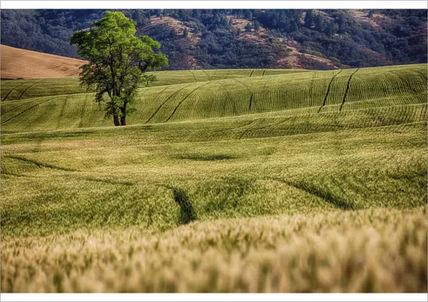 Lone tree among fields of wheat in Palouse region, Washington State, USA