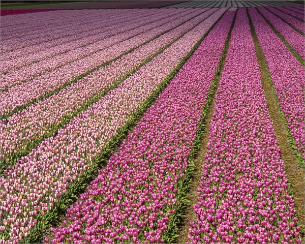 Pink tulip (Tulipa) field, Kop van Noord-Holland, Netherlands