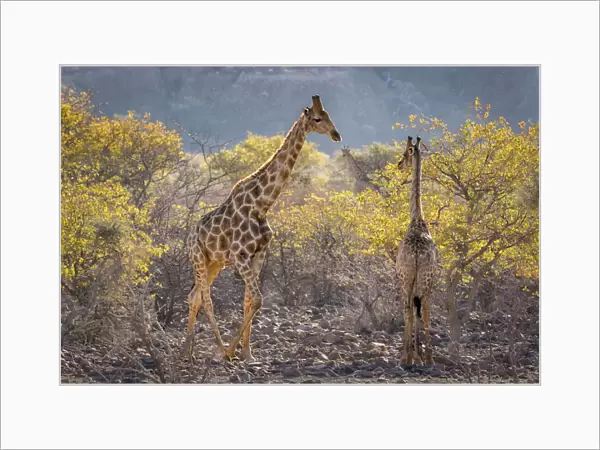 Three giraffes (Giraffa camelopardalis camelopardalis) amidst acacia trees, Twyfelfontein, Namibia