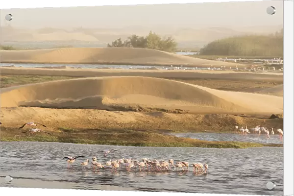 Lesser flamingos (Phoeniconaias minor) gathering to feed, Walvis Bay, Namibia